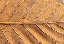 sumaidoors